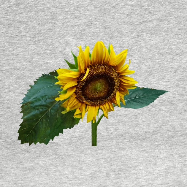 Sunflower Glancing Down by SusanSavad